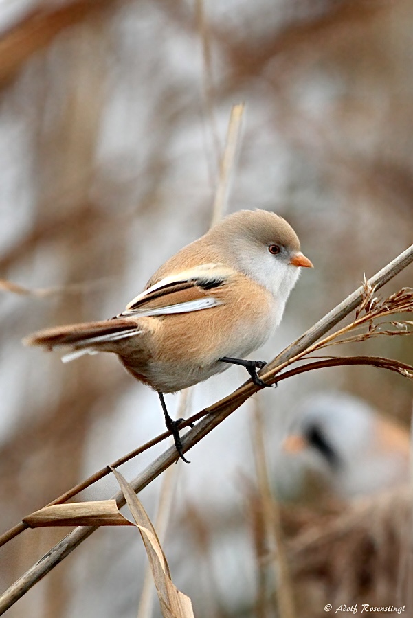 Bartmeise (Panurus biarmicus) Weibchen…