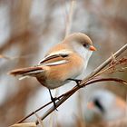 Bartmeise (Panurus biarmicus) Weibchen…