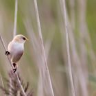 Bartmeise  (Panurus biarmicus) weiblich