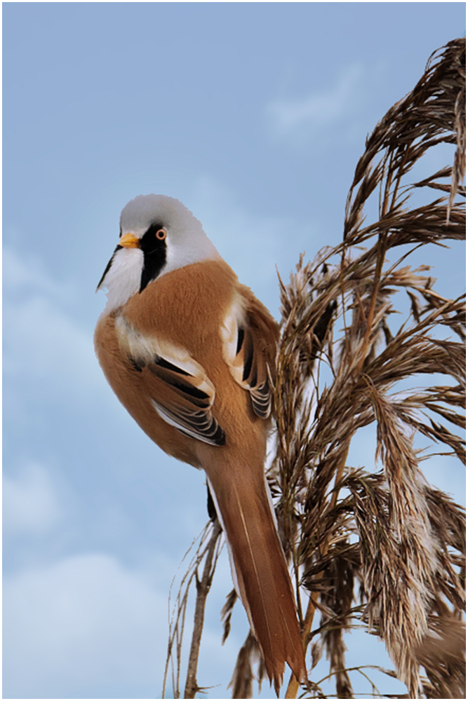 Bartmeise (Panuusrus biarmic)