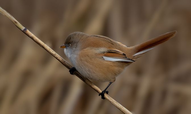 Bartmeise (Weibchen)