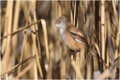 Bartmeise (Weibchen)