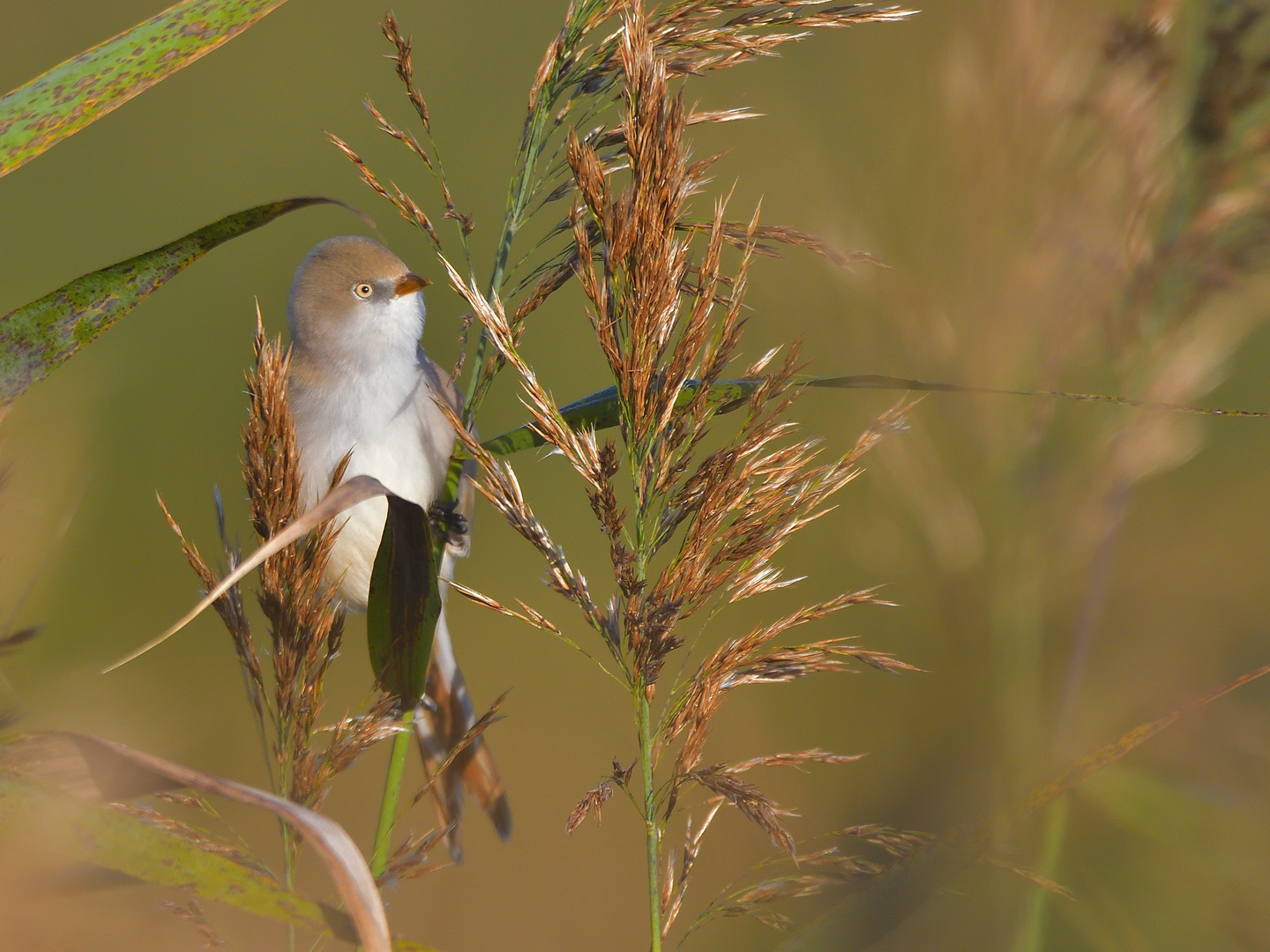 Bartmeise Weibchen - Panurus biarmicus 