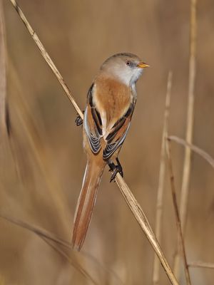 Bartmeise weiblich, gut getarnt