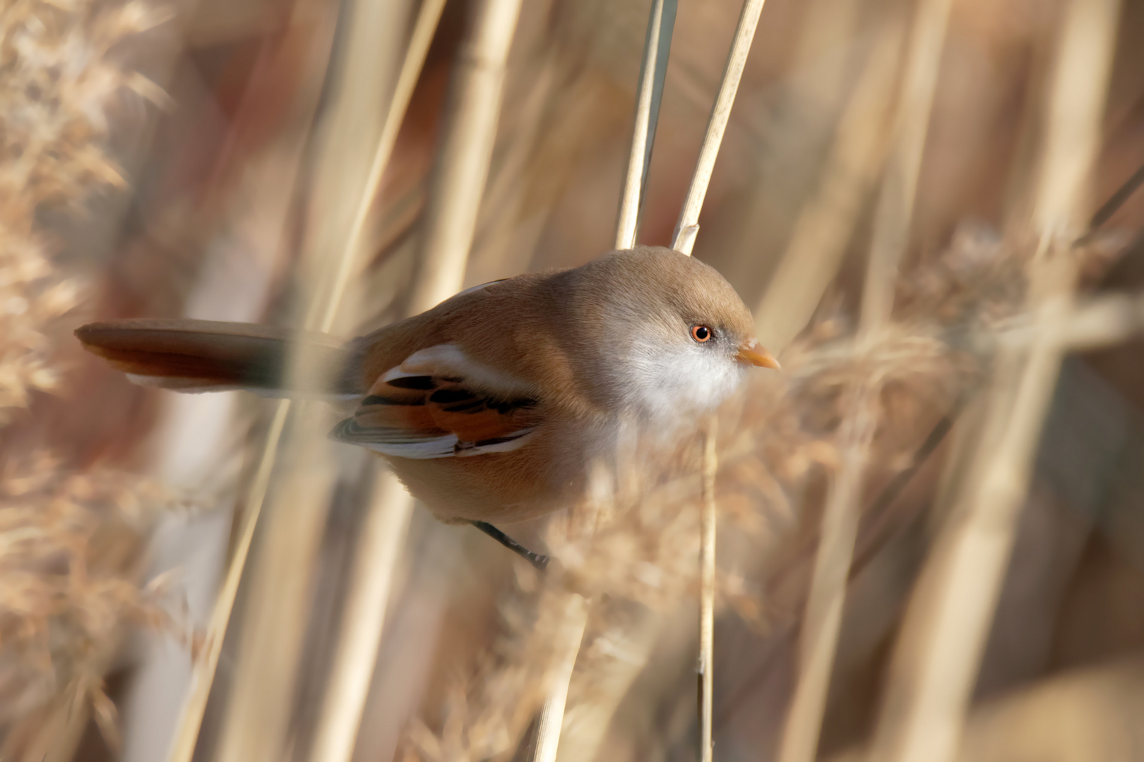 Bartmeise - weiblich... gut versteckt im Schilf