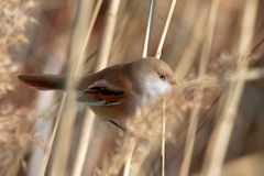 Bartmeise - weiblich... gut versteckt im Schilf