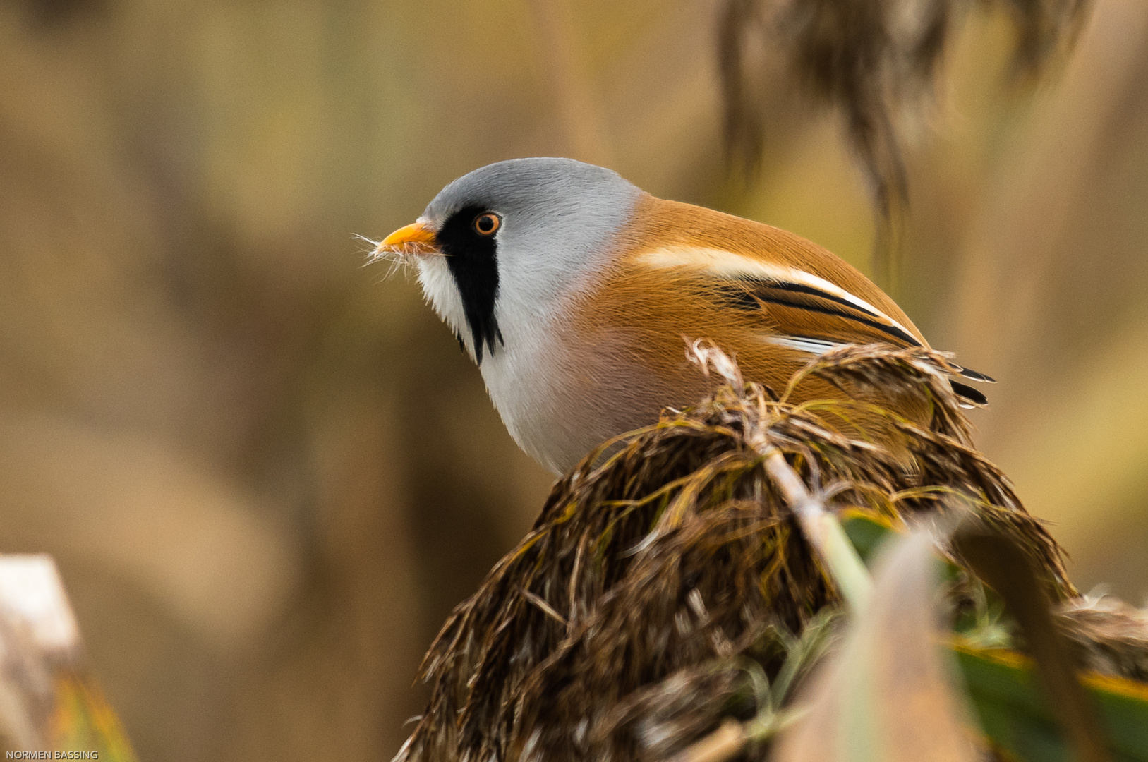 Bartmeisen mänchen (  Panurus biarmicus )