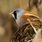 Bartmeisen mänchen (  Panurus biarmicus )