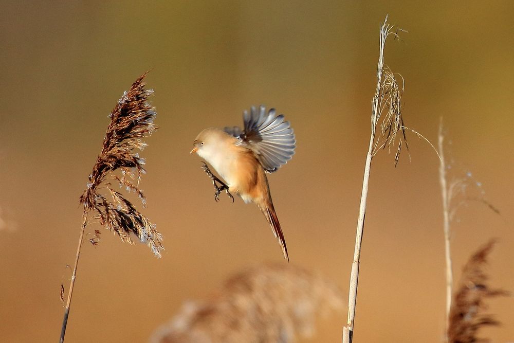 Bartmeisen - Weibchen im Landeanflug