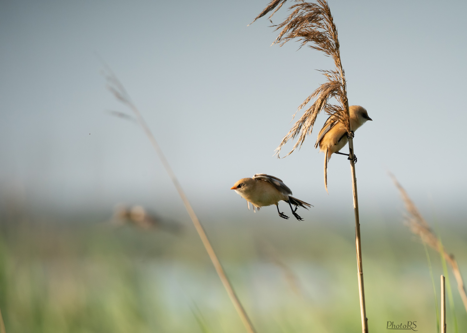 Bartmeisenabflug