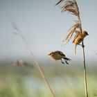 Bartmeisenabflug