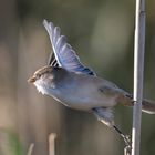 Bartmeisendame auf dem Sprung