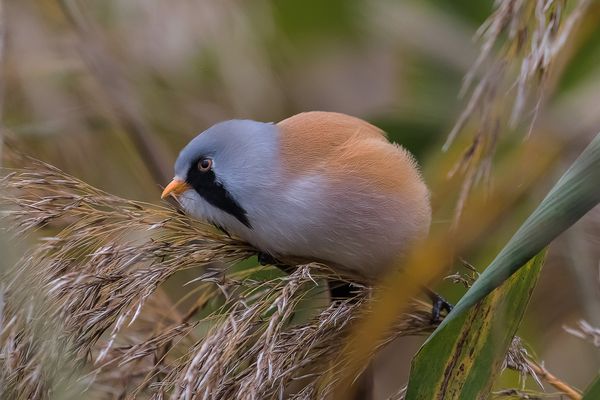 Bartmeisenmännchen beim Frühstück