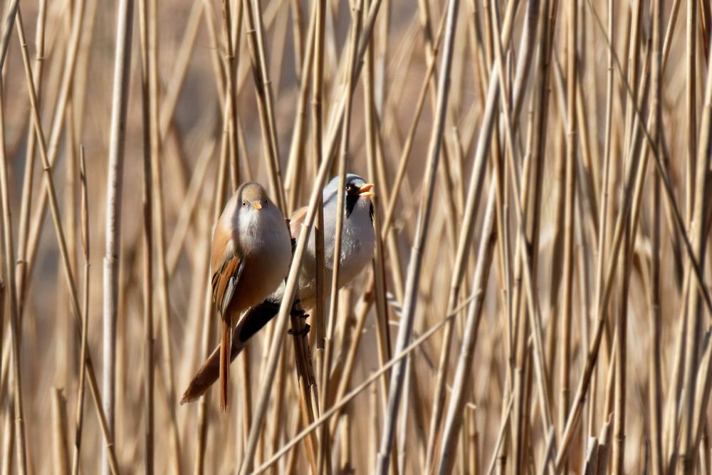 Bartmeisenpaar (Panurus biarmicus) Ich singe für dich...