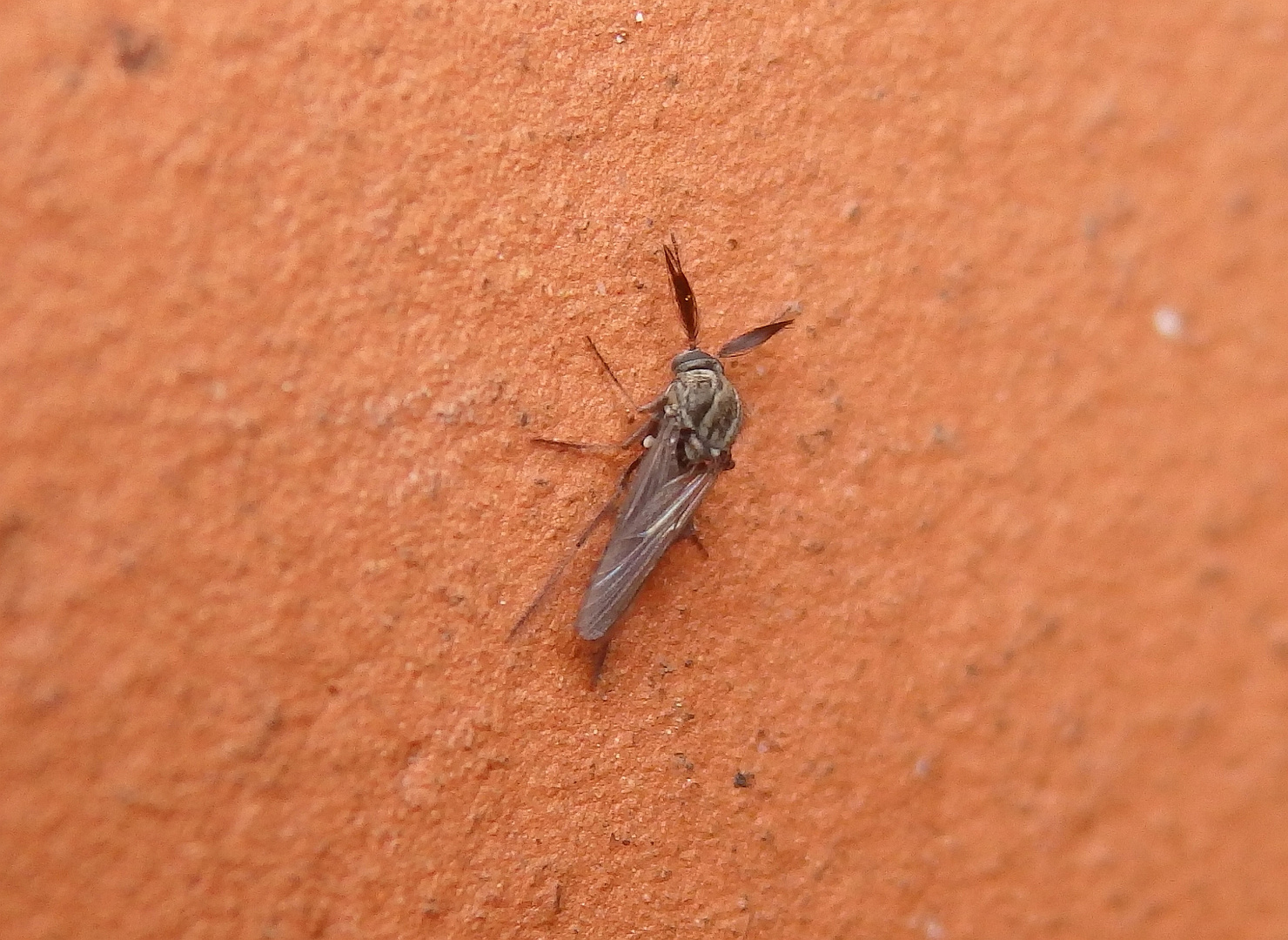 Bartmücken (Gnitzen) auf der Hauswand 