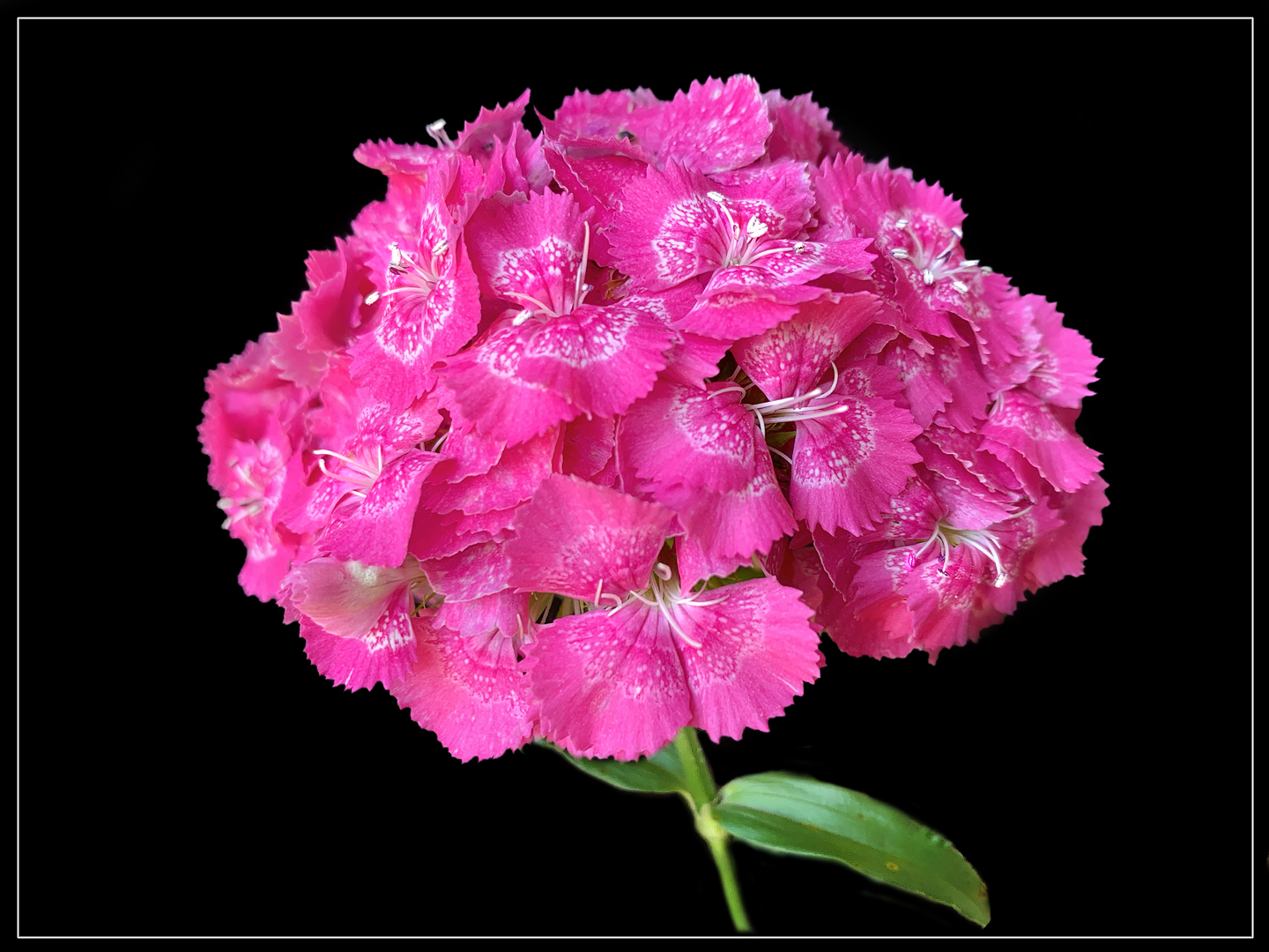 Bartnelke  (Dianthus barbatus) -1-