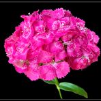 Bartnelke  (Dianthus barbatus) -1-