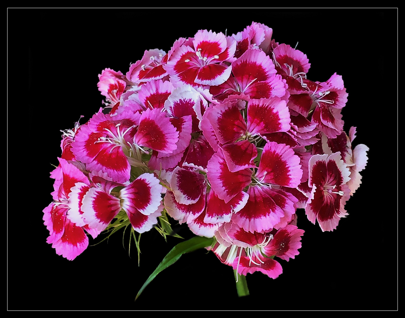 Bartnelke (Dianthus barbatus) -2-