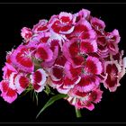 Bartnelke (Dianthus barbatus) -2-