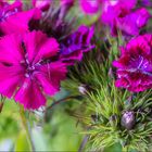 Bartnelke (Dianthus barbatus) ... (2. Versuch)