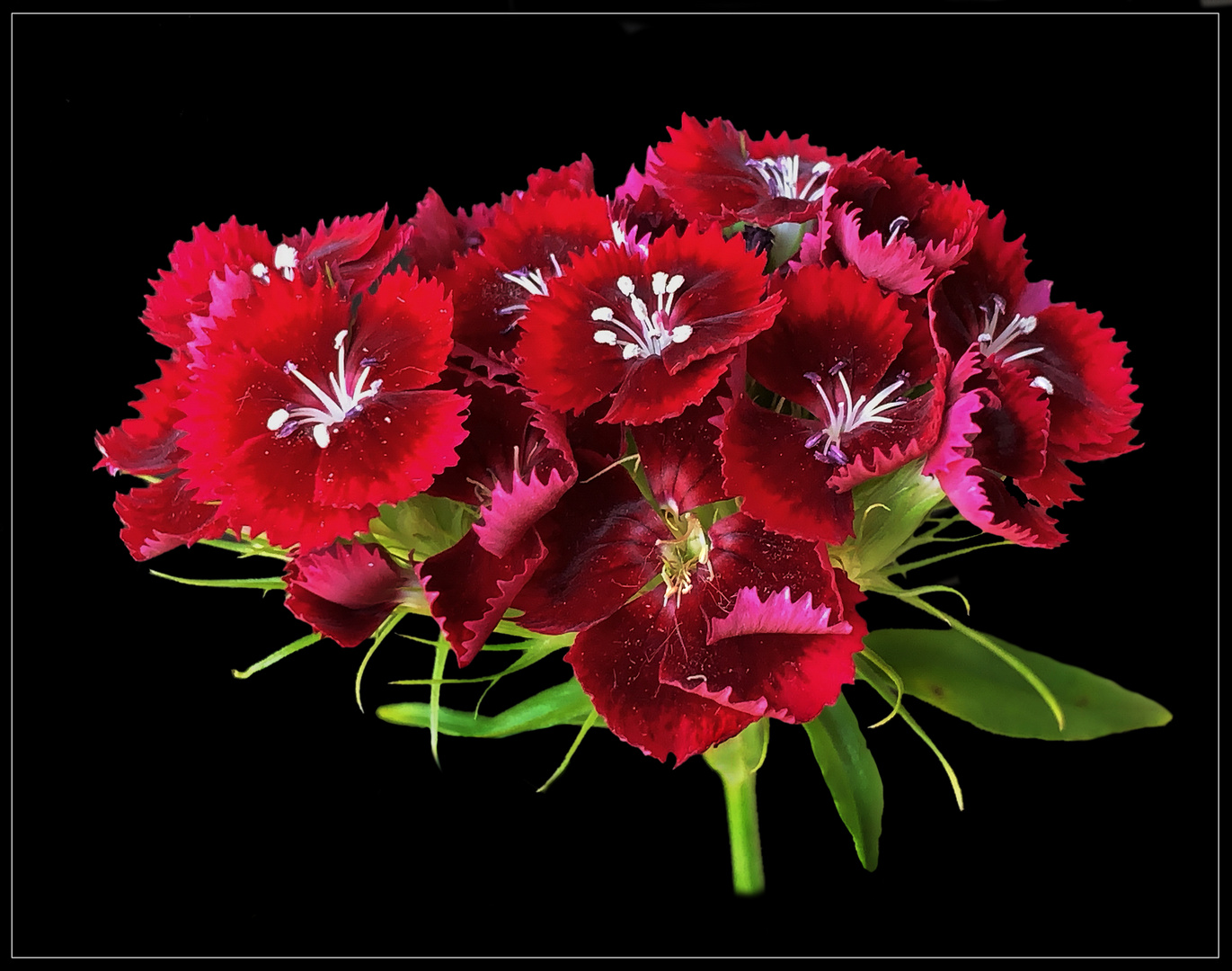 Bartnelke (Dianthus barbatus) - 3 -
