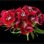 Bartnelke (Dianthus barbatus) - 3 -