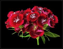 Bartnelke (Dianthus barbatus) - 3 -