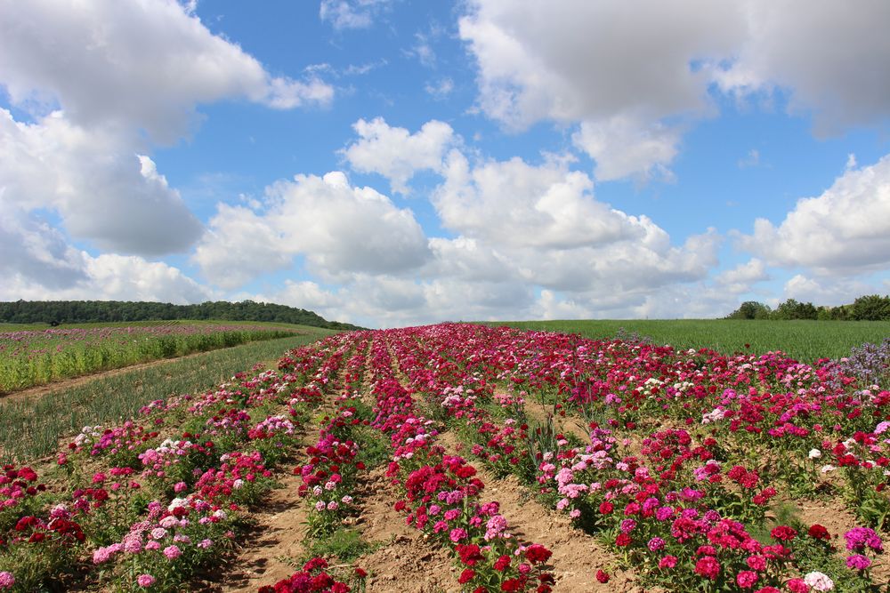 Bartnelken Feld