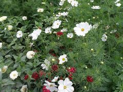 Bartnelken und Cosmea