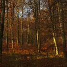 Bartrenger Wald