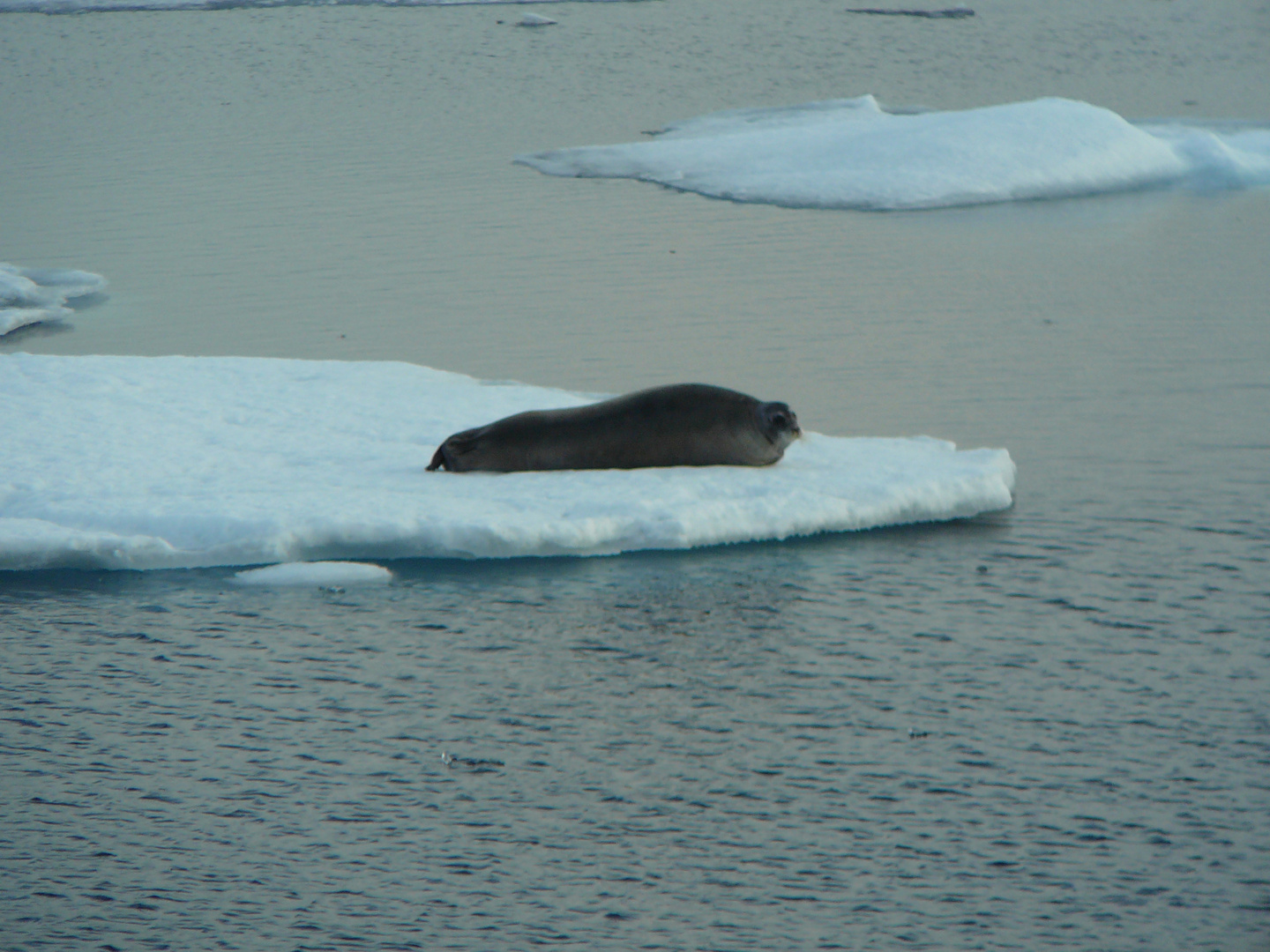 Bartrobbe auf Eisscholle. Svalbard Grönländische See.