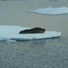 Bartrobbe auf Eisscholle. Svalbard Grönländische See.