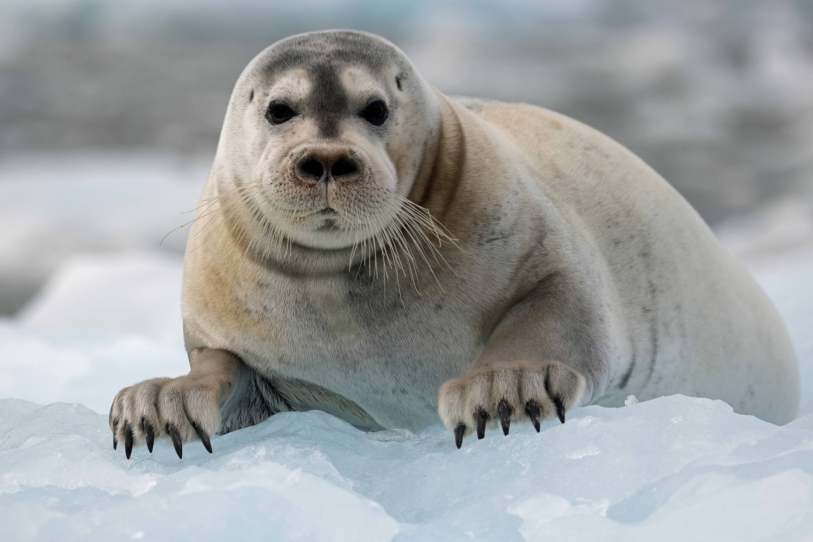 Bartrobbe (Bearded Seal