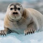 Bartrobbe (Bearded Seal