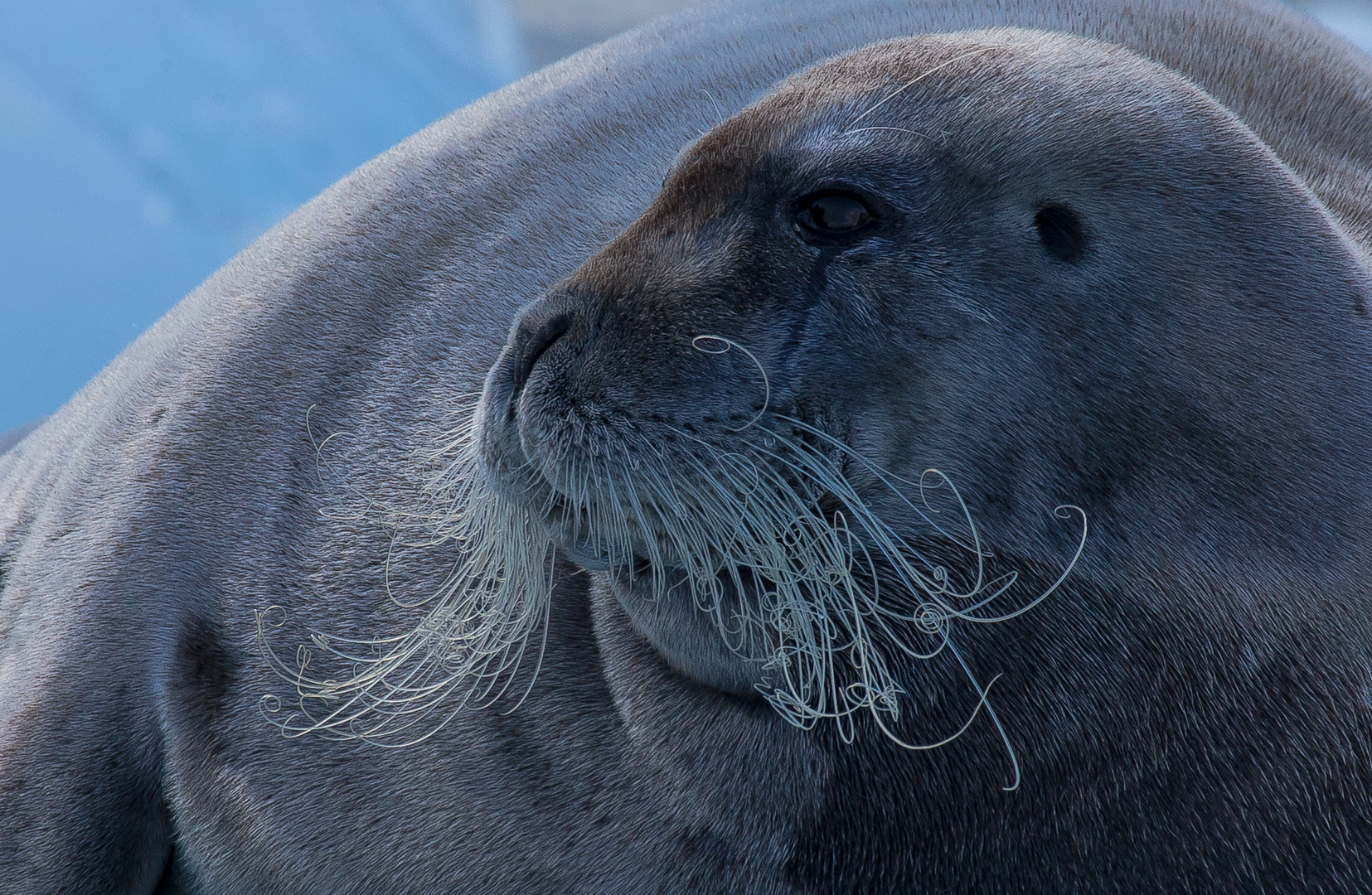 Bartrobbe, Burgerbukta, Svalbard