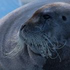 Bartrobbe, Burgerbukta, Svalbard