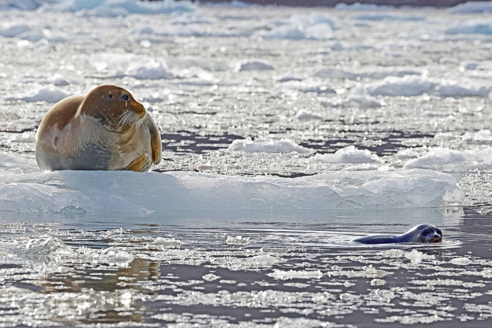 Bartrobbe mit Ringelrobbe (bearded seal ringed seal)