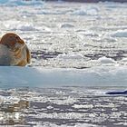 Bartrobbe mit Ringelrobbe (bearded seal ringed seal)