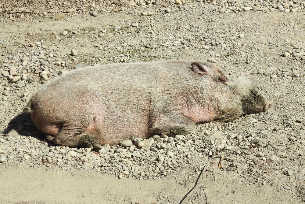 Bartschwein