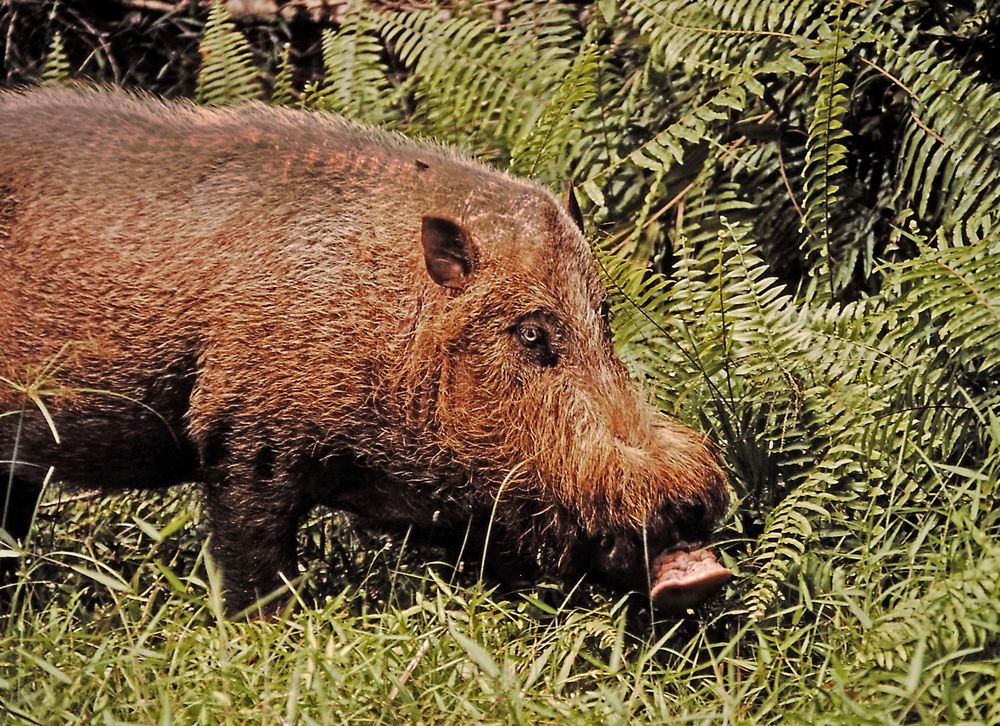 Bartschwein auf Borneo