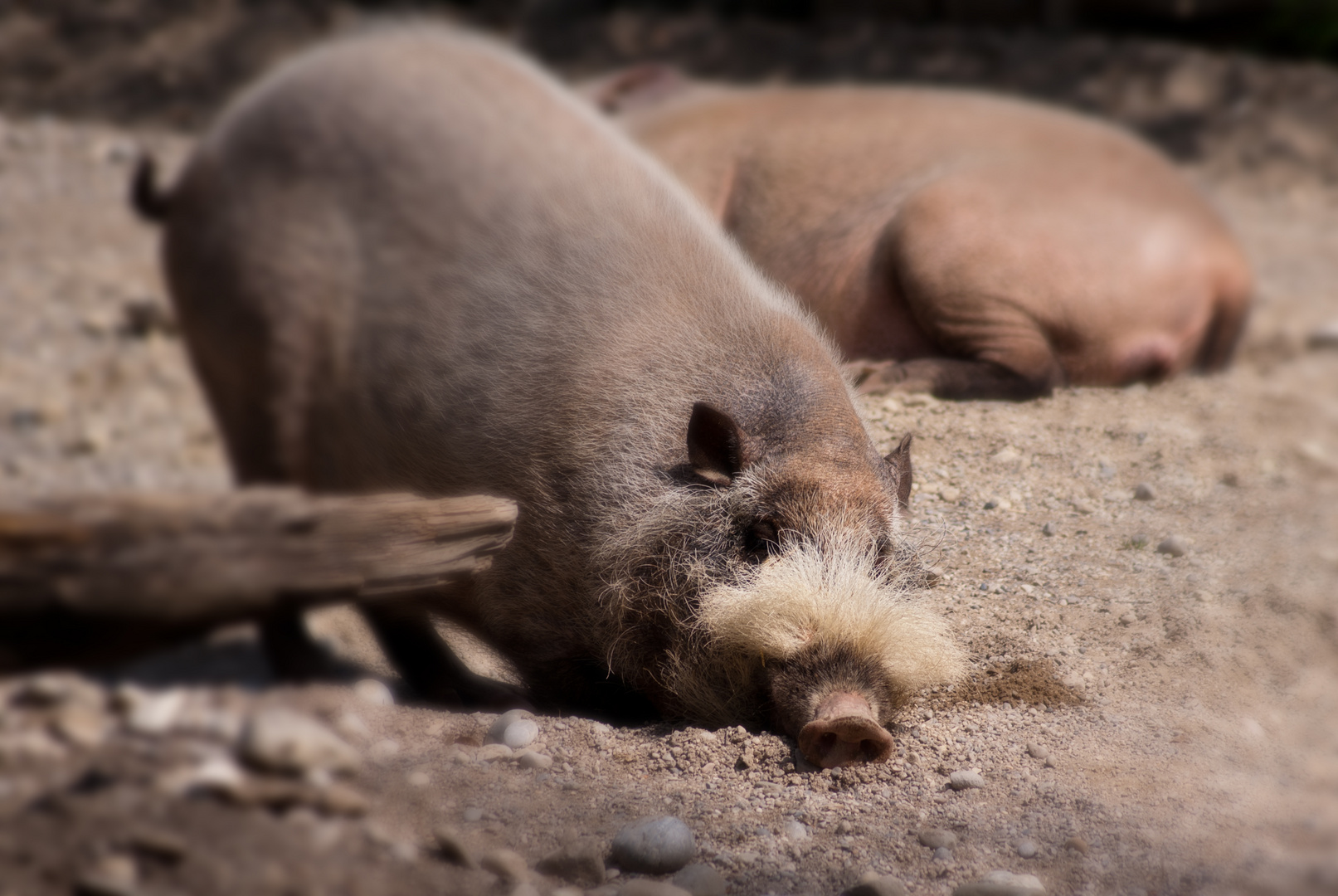 Bartschwein