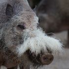 Bartschwein - Tierpark Hellabrunn - München