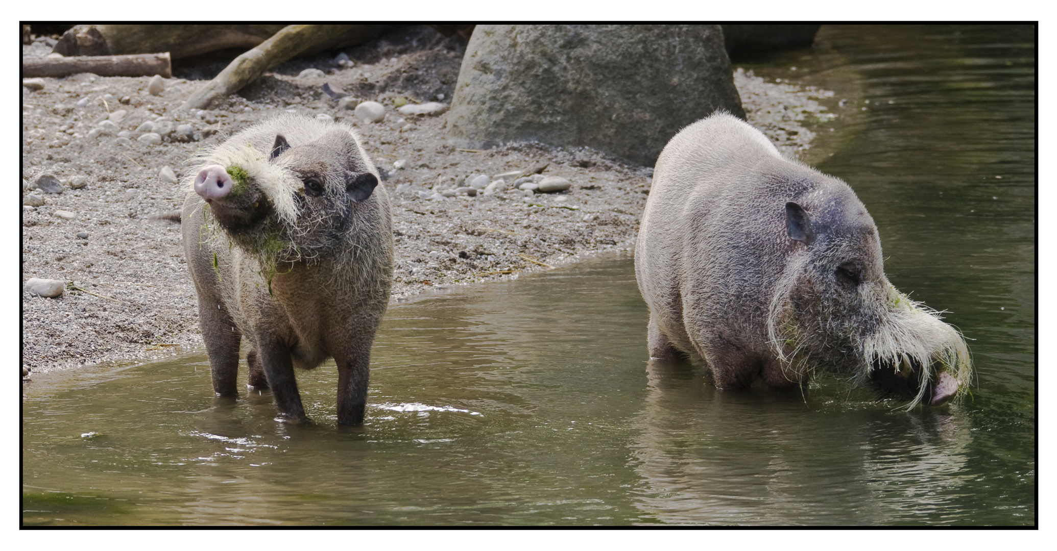 Bartschweine in "Action" !