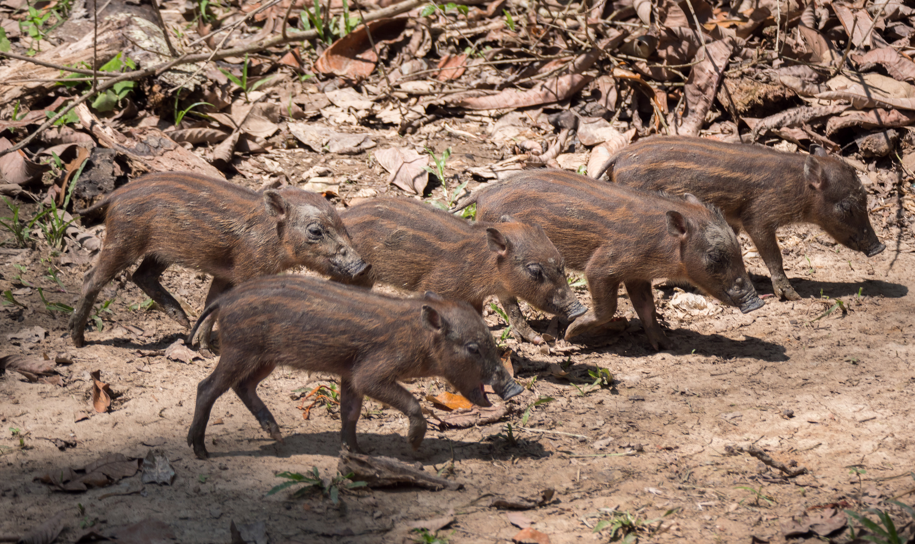 Bartschweinnachwuchs