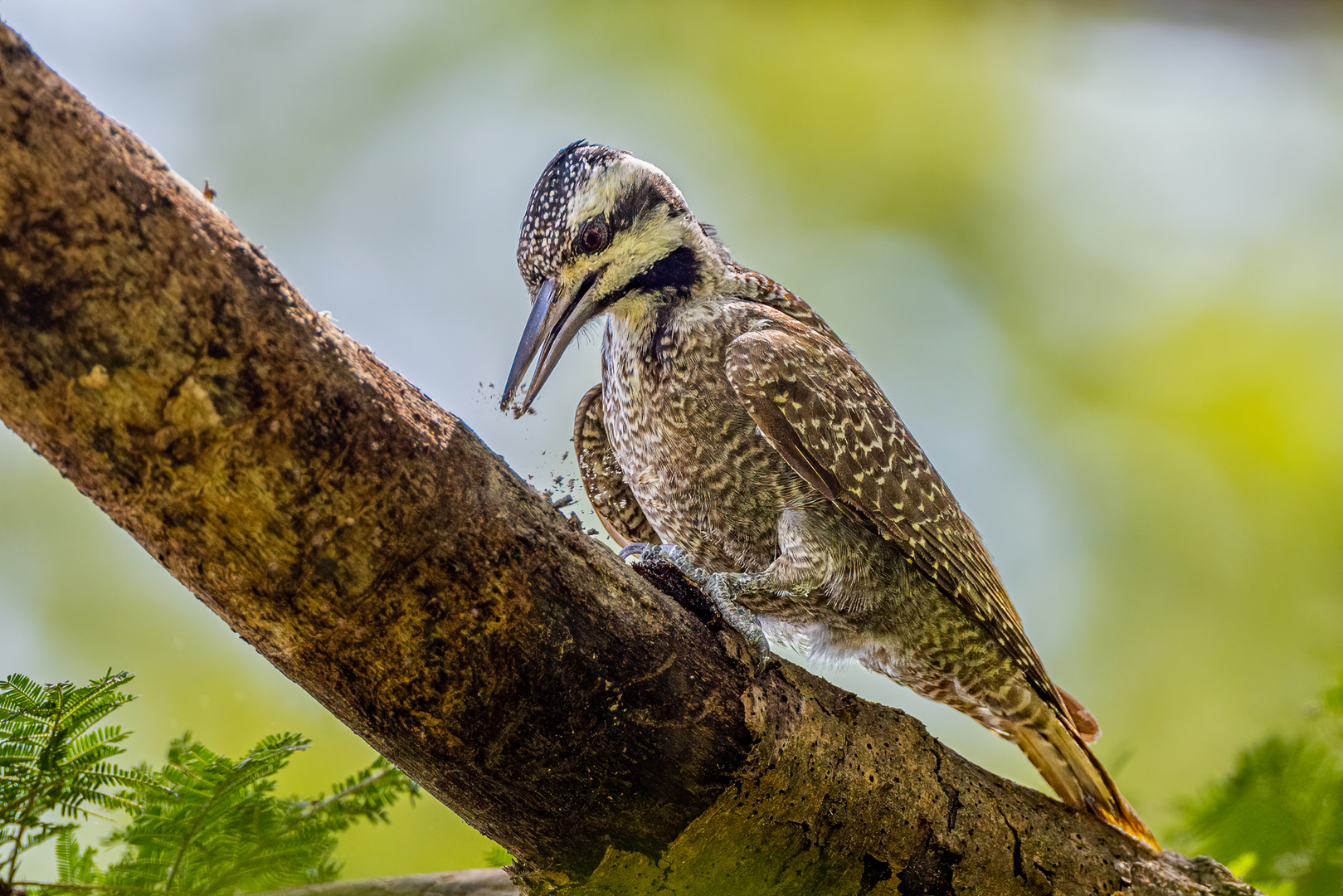 Bartspecht (Bearded Woodpecker)