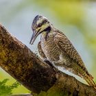 Bartspecht (Bearded Woodpecker)