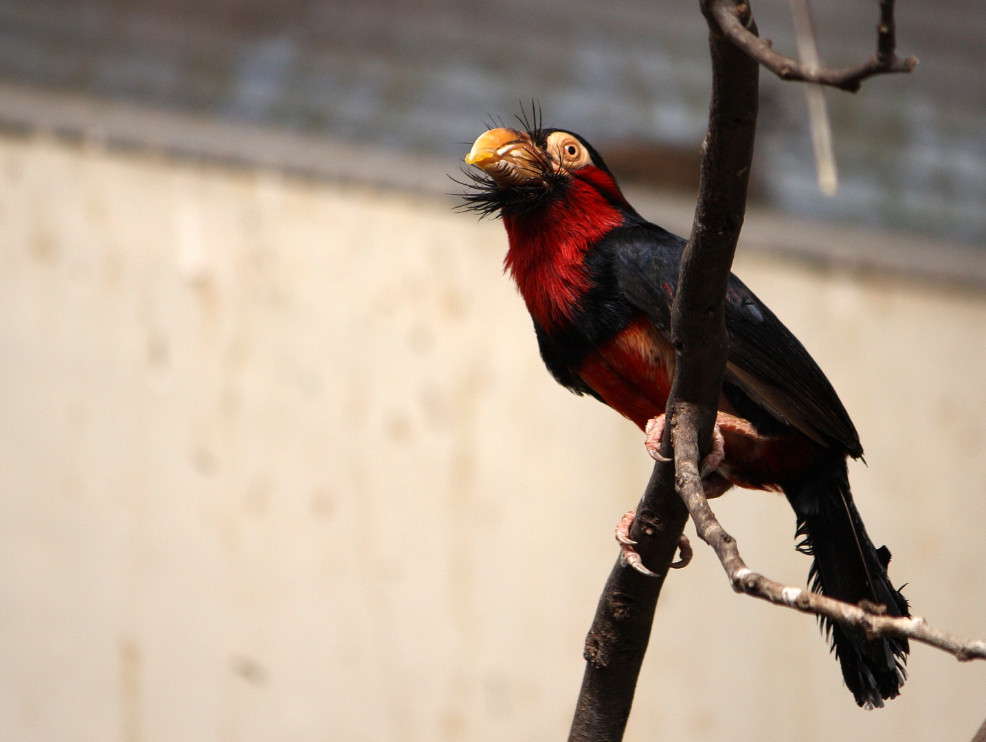 Bartvogel