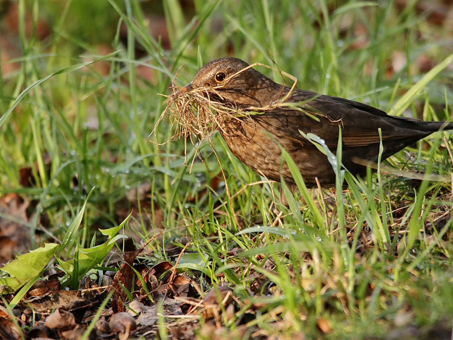 " Bartvogel "