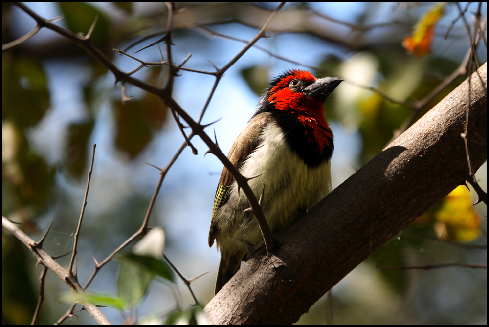 Bartvogel