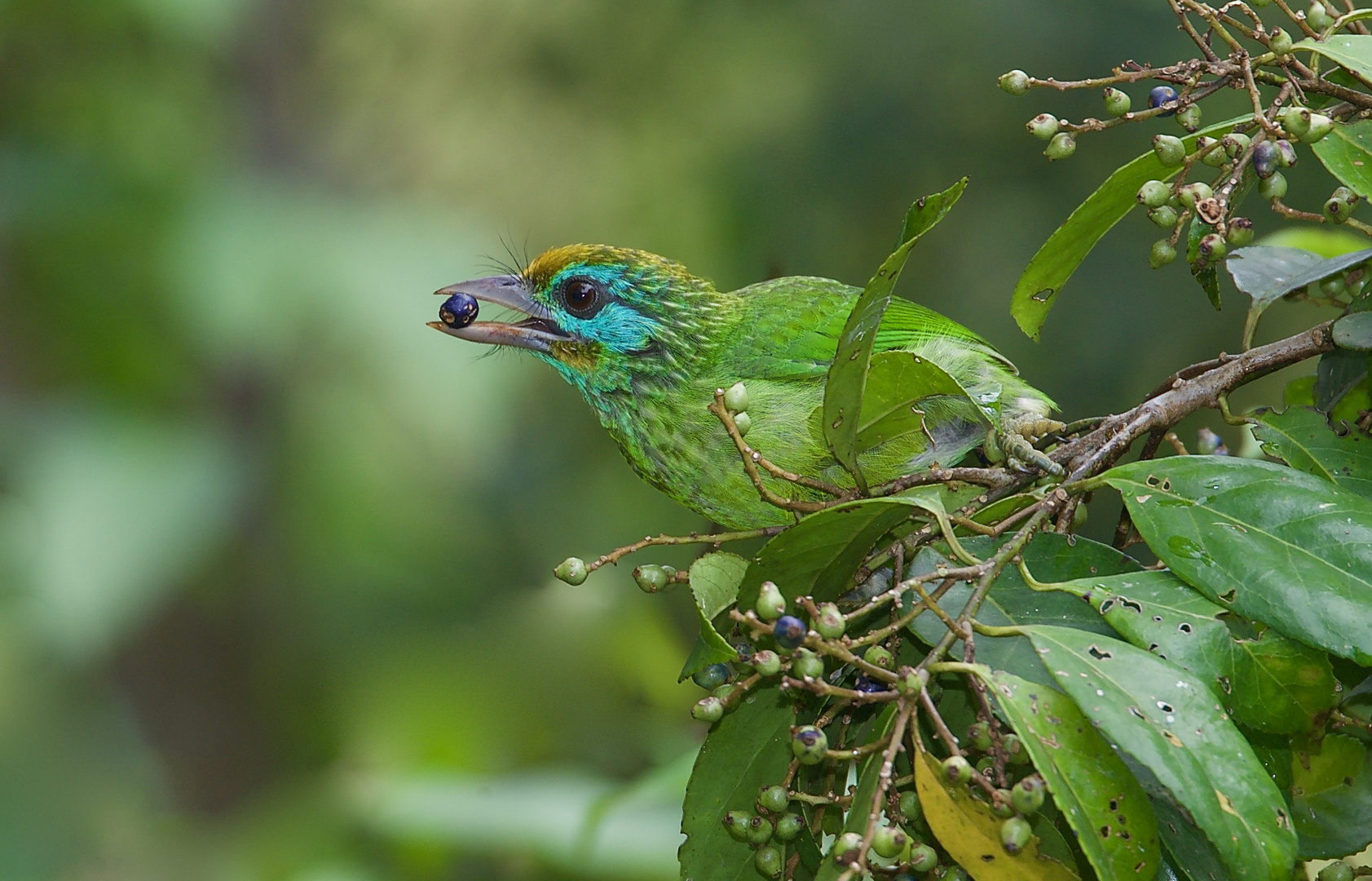 Bartvogel aus dem Tropischen Regenwald von Sri Lanka